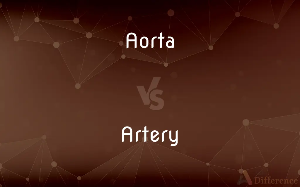 Aorta vs. Artery — What's the Difference?