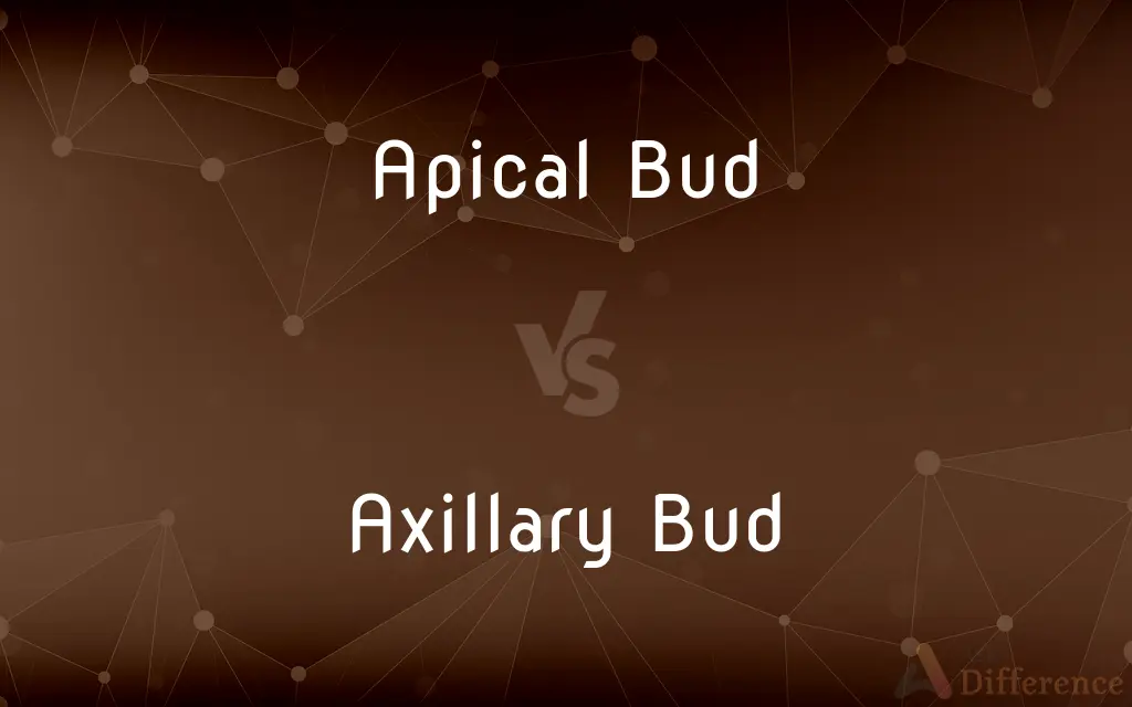 Apical Bud vs. Axillary Bud — What's the Difference?