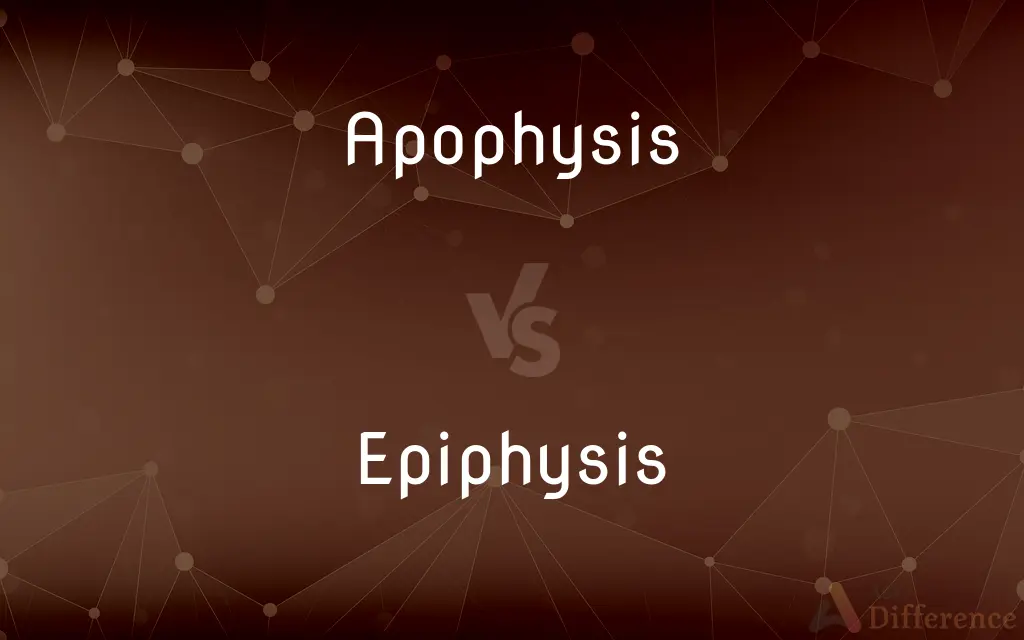 Apophysis vs. Epiphysis — What's the Difference?
