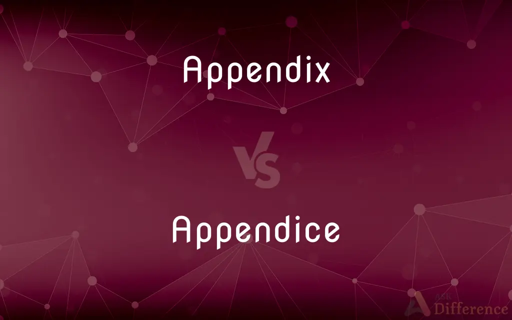 Appendix vs. Appendice — What's the Difference?