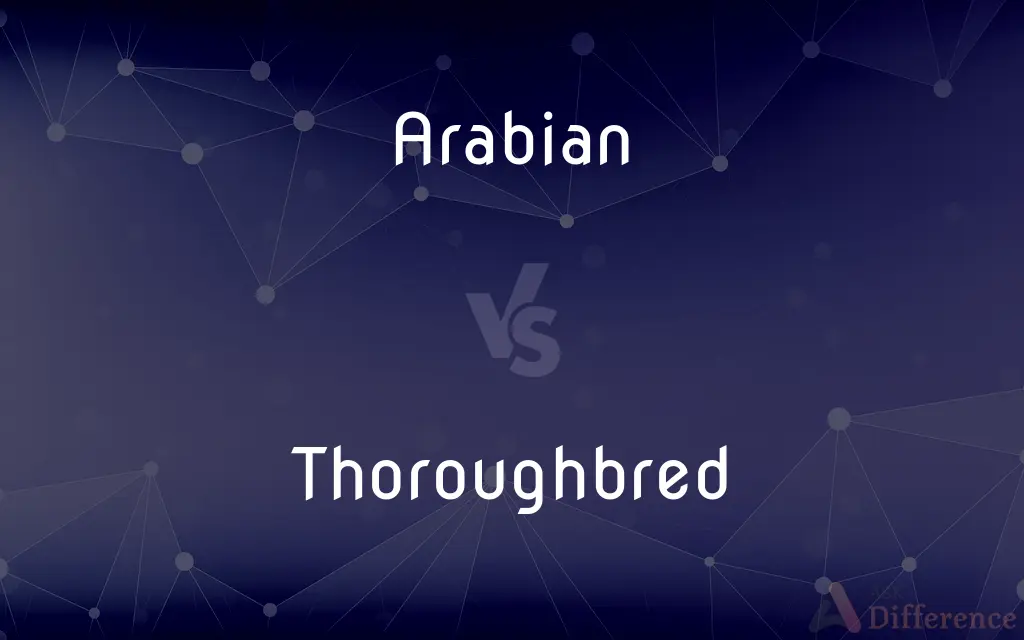 Arabian vs. Thoroughbred — What's the Difference?