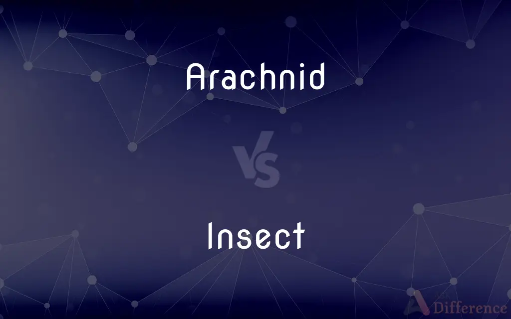Arachnid vs. Insect — What's the Difference?