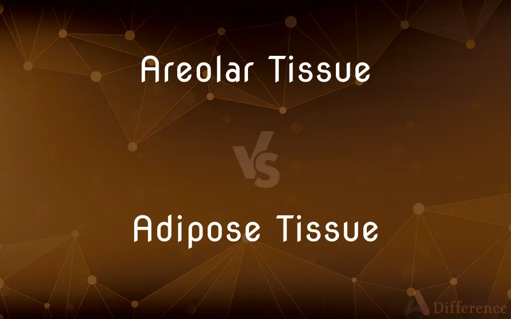 Areolar Tissue vs. Adipose Tissue — What's the Difference?