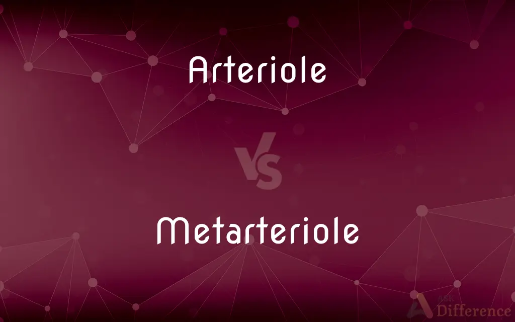 Arteriole vs. Metarteriole — What's the Difference?