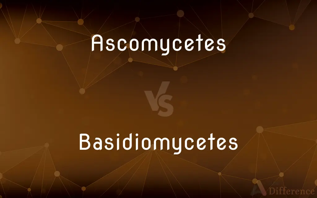 Ascomycetes vs. Basidiomycetes — What's the Difference?