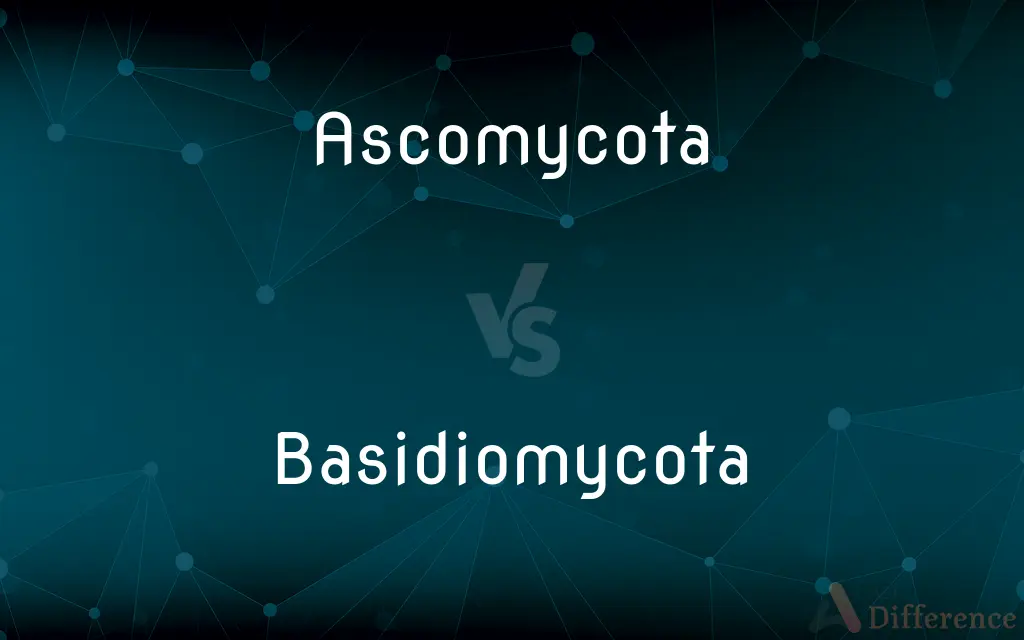 Ascomycota vs. Basidiomycota — What's the Difference?