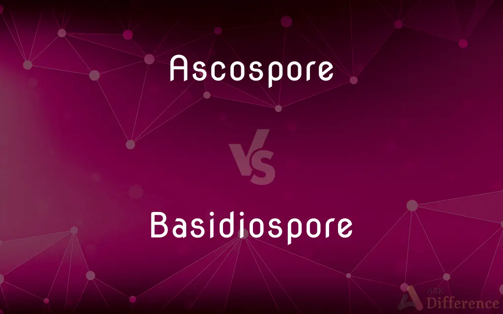 Ascospore vs. Basidiospore — What's the Difference?