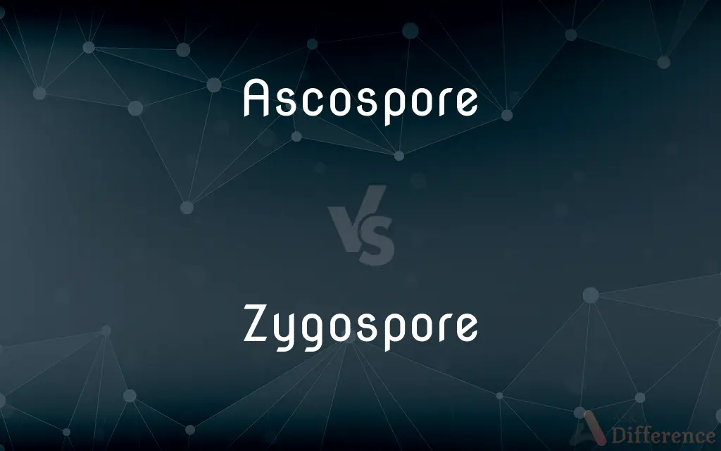Ascospore vs. Zygospore — What's the Difference?