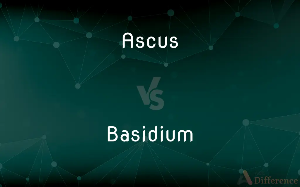 Ascus vs. Basidium — What's the Difference?
