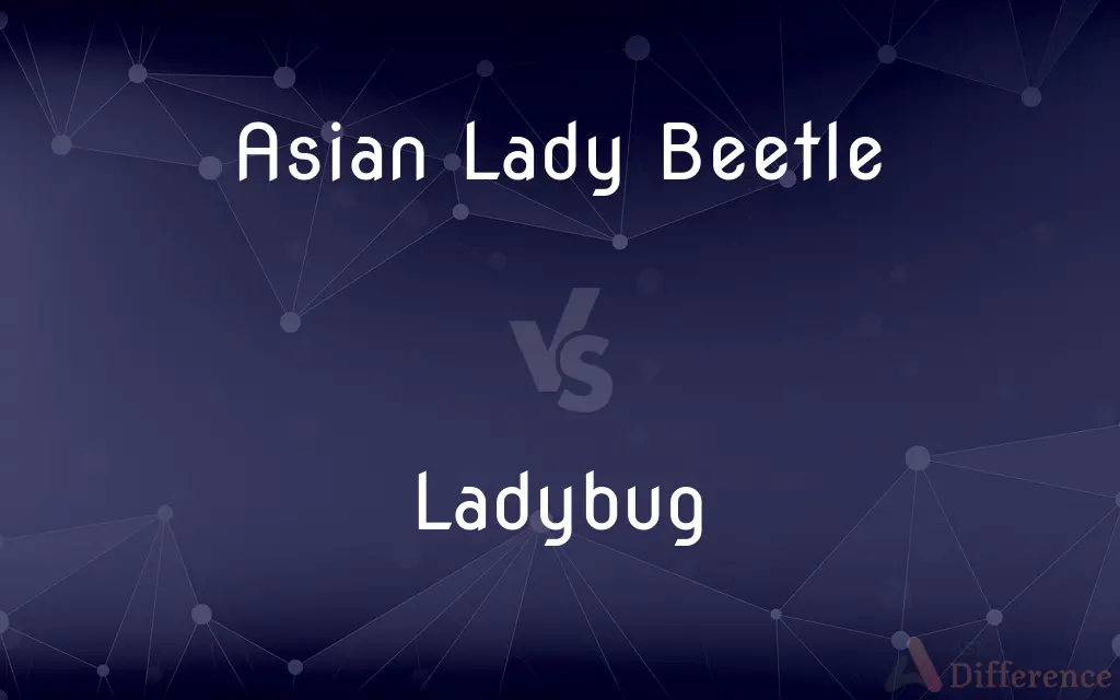 Asian Lady Beetle vs. Ladybug — What's the Difference?