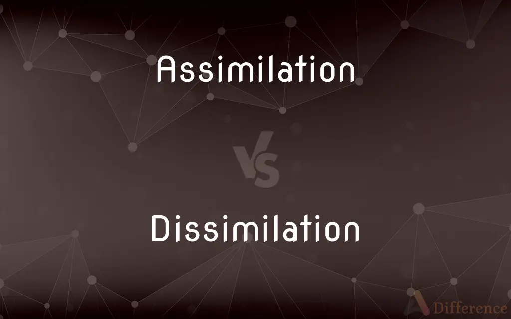 Assimilation vs. Dissimilation — What's the Difference?