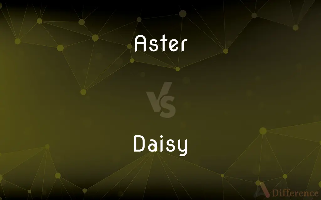 Aster vs. Daisy — What's the Difference?