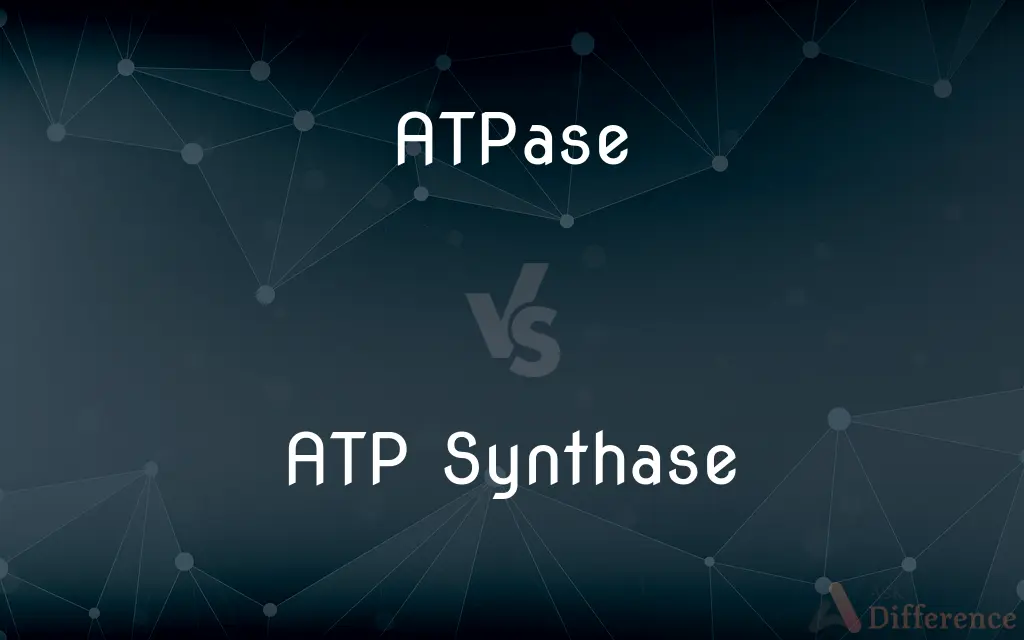 ATPase vs. ATP Synthase — What's the Difference?