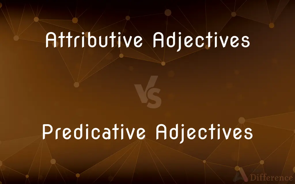 Attributive Adjectives vs. Predicative Adjectives — What's the Difference?