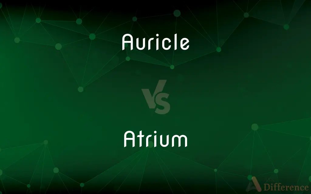Auricle vs. Atrium — What's the Difference?