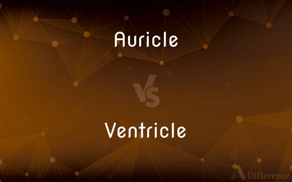 Auricle vs. Ventricle — What's the Difference?