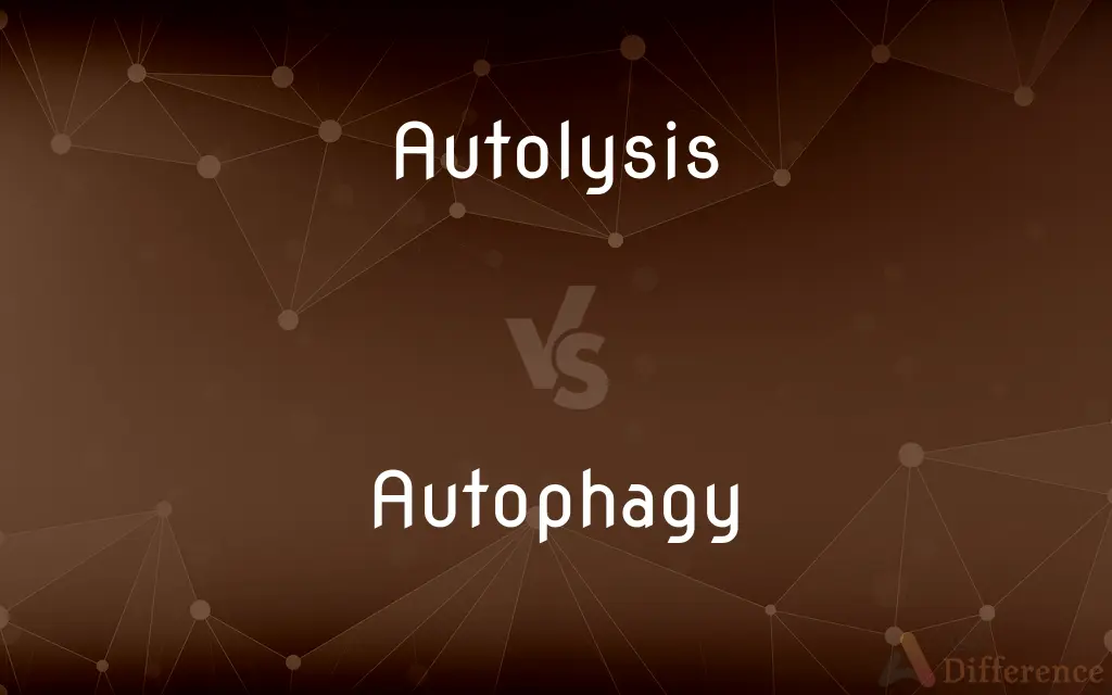 Autolysis vs. Autophagy — What's the Difference?