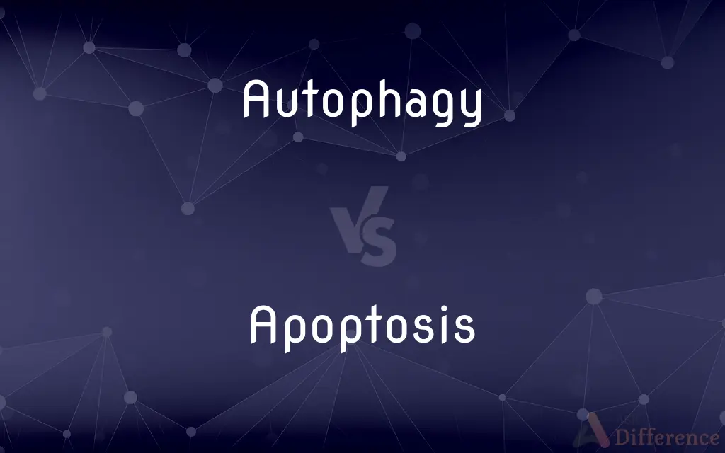 Autophagy vs. Apoptosis — What's the Difference?