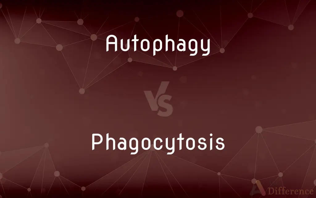 Autophagy vs. Phagocytosis — What's the Difference?