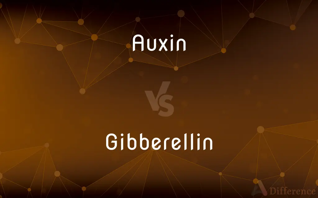 Auxin vs. Gibberellin — What's the Difference?
