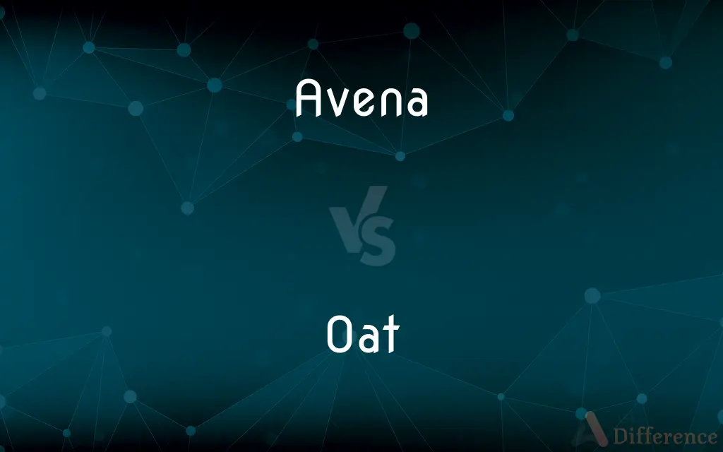 Avena vs. Oat — What's the Difference?