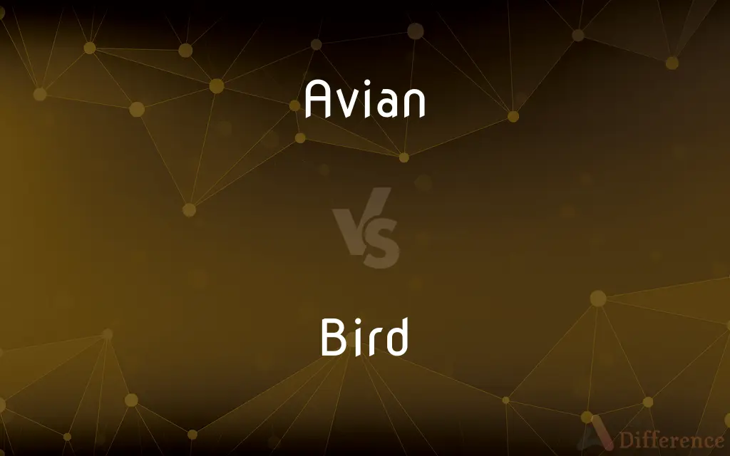 Avian vs. Bird — What's the Difference?