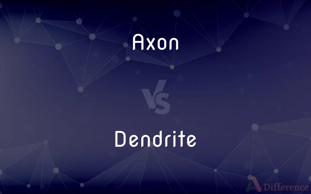 Axon vs. Dendrite — What's the Difference?