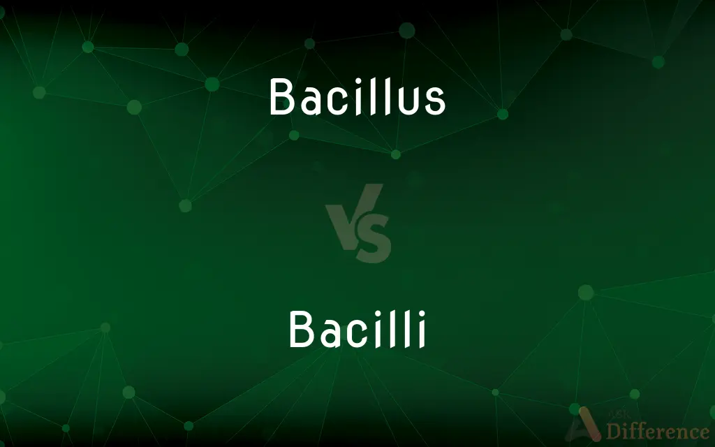 Bacillus vs. Bacilli — What's the Difference?