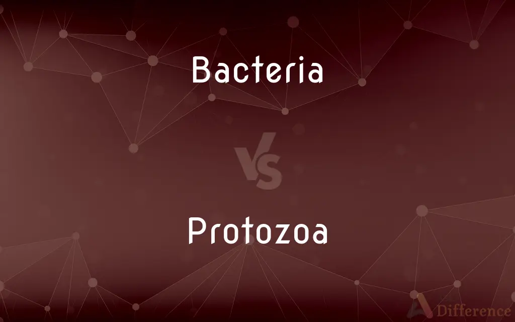Bacteria vs. Protozoa — What's the Difference?