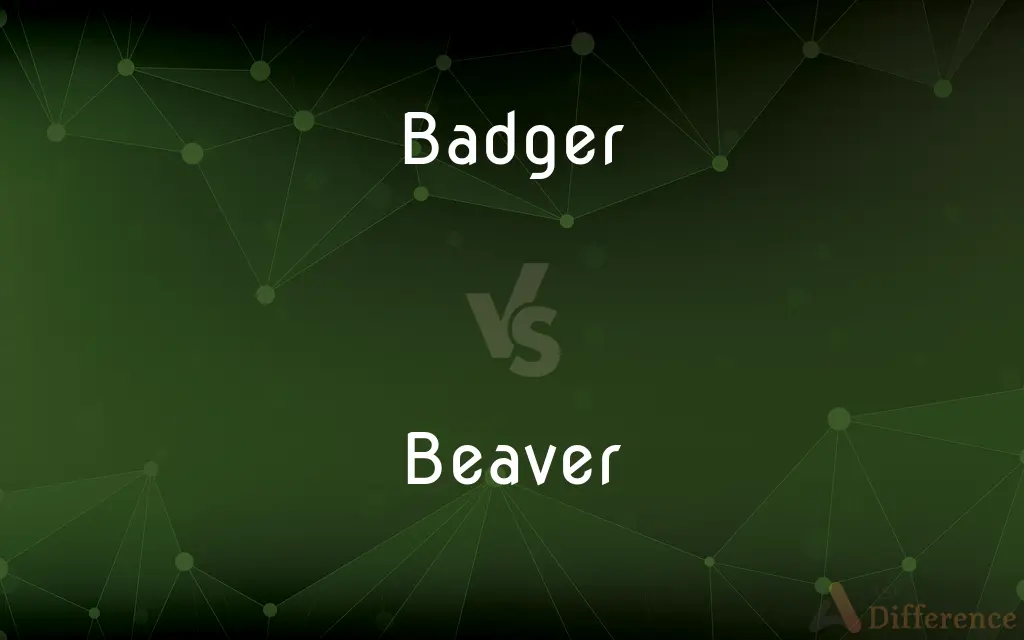 Badger vs. Beaver — What's the Difference?