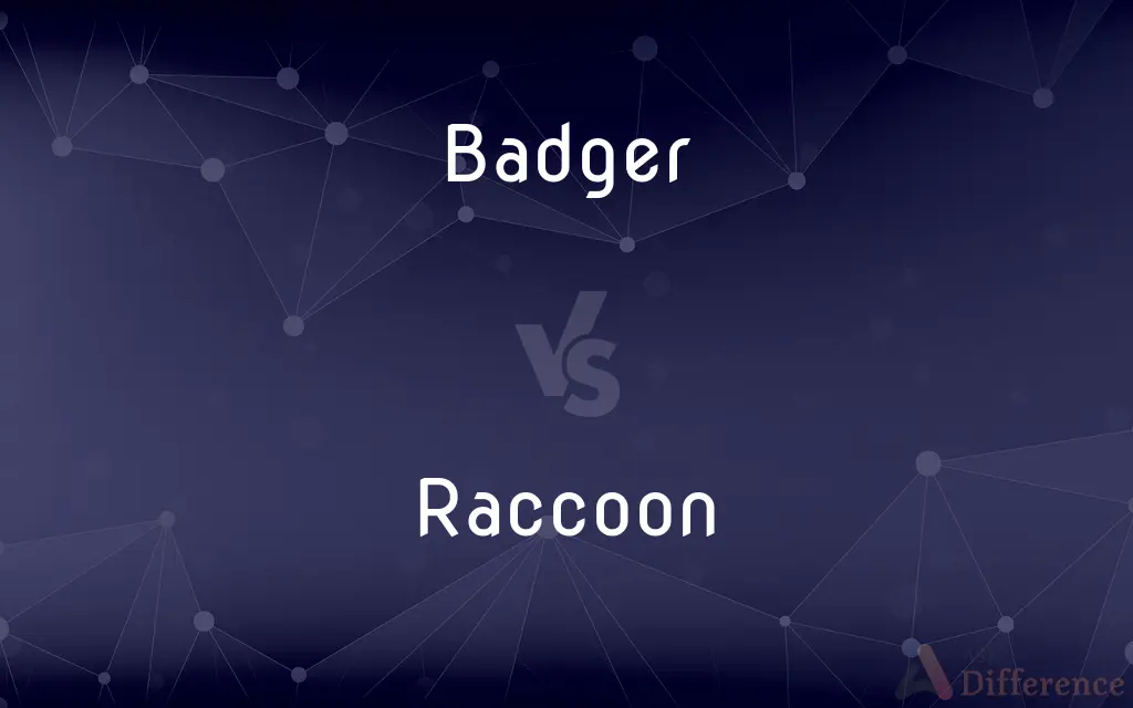 Badger vs. Raccoon — What's the Difference?