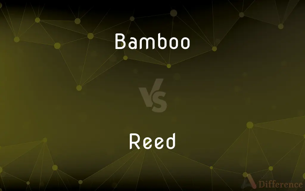 Bamboo vs. Reed — What's the Difference?