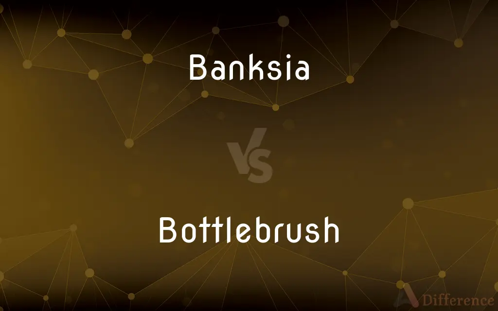 Banksia vs. Bottlebrush — What's the Difference?