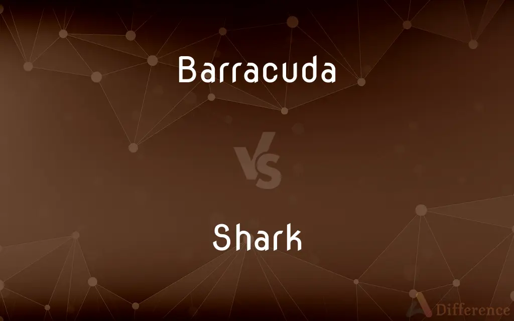 Barracuda vs. Shark — What's the Difference?