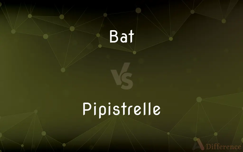 Bat vs. Pipistrelle — What's the Difference?