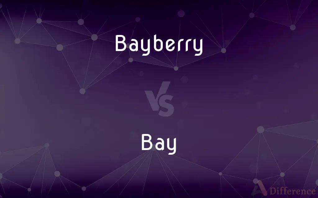 Bayberry vs. Bay — What's the Difference?