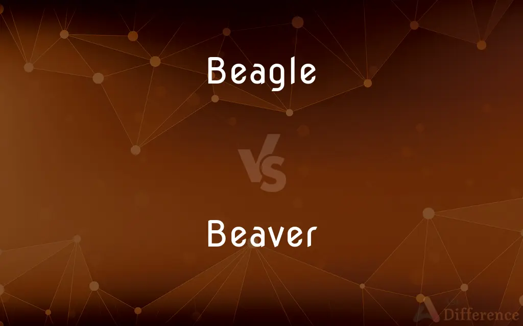 Beagle vs. Beaver — What's the Difference?