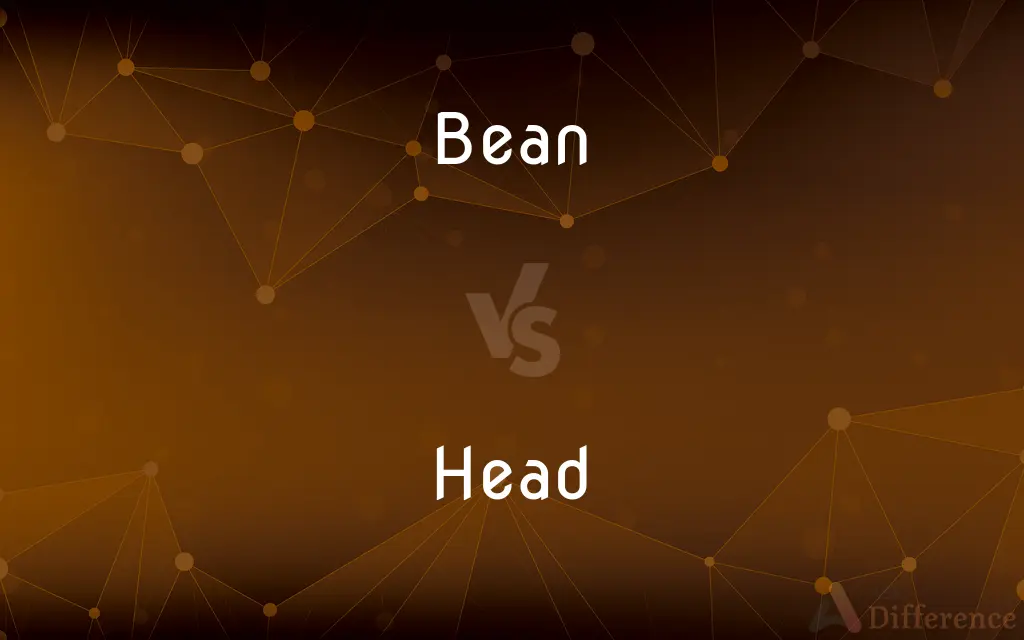 Bean vs. Head — What's the Difference?