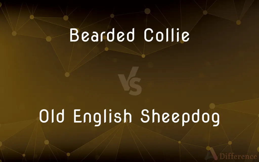 Bearded Collie vs. Old English Sheepdog — What's the Difference?