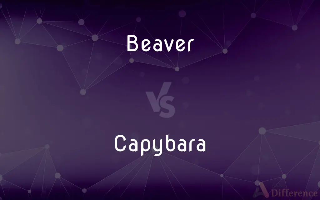 Beaver vs. Capybara — What's the Difference?