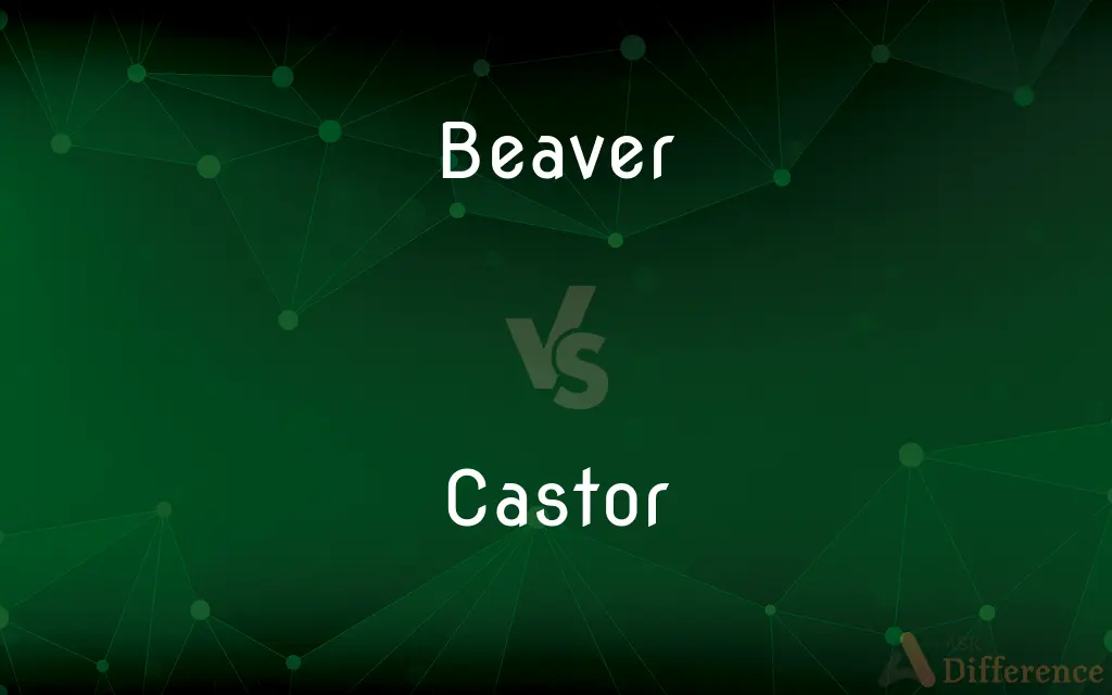 Beaver vs. Castor — What's the Difference?