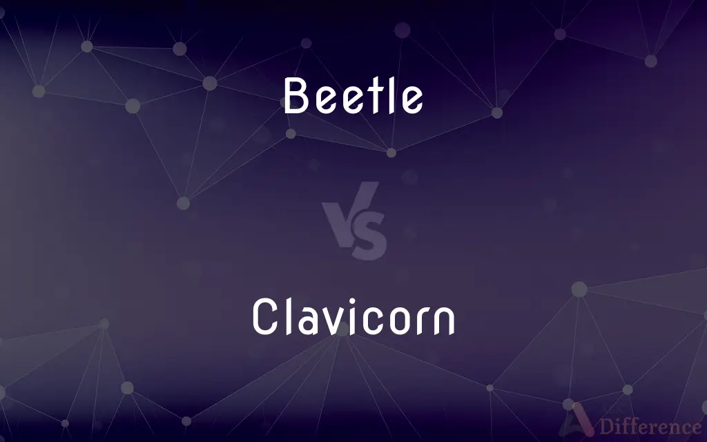 Beetle vs. Clavicorn — What's the Difference?