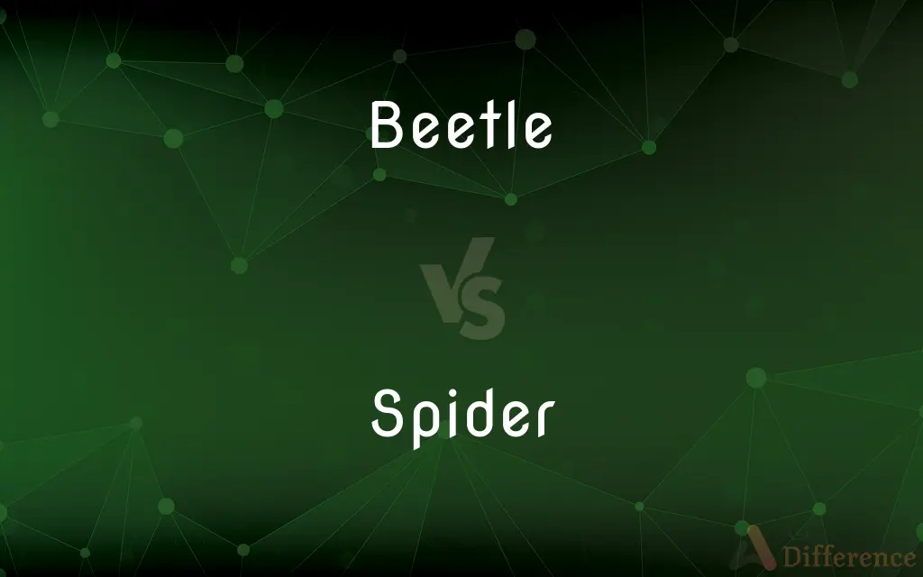 Beetle vs. Spider — What's the Difference?