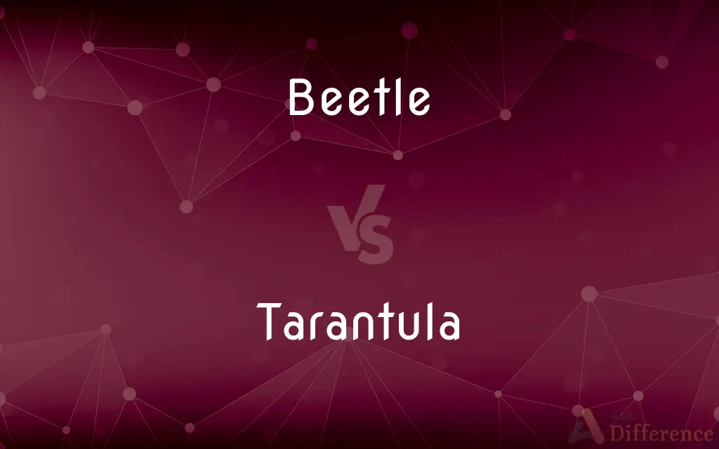 Beetle vs. Tarantula — What's the Difference?
