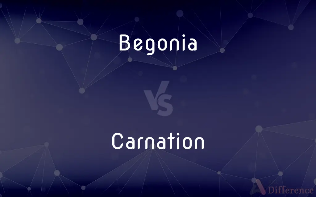 Begonia vs. Carnation