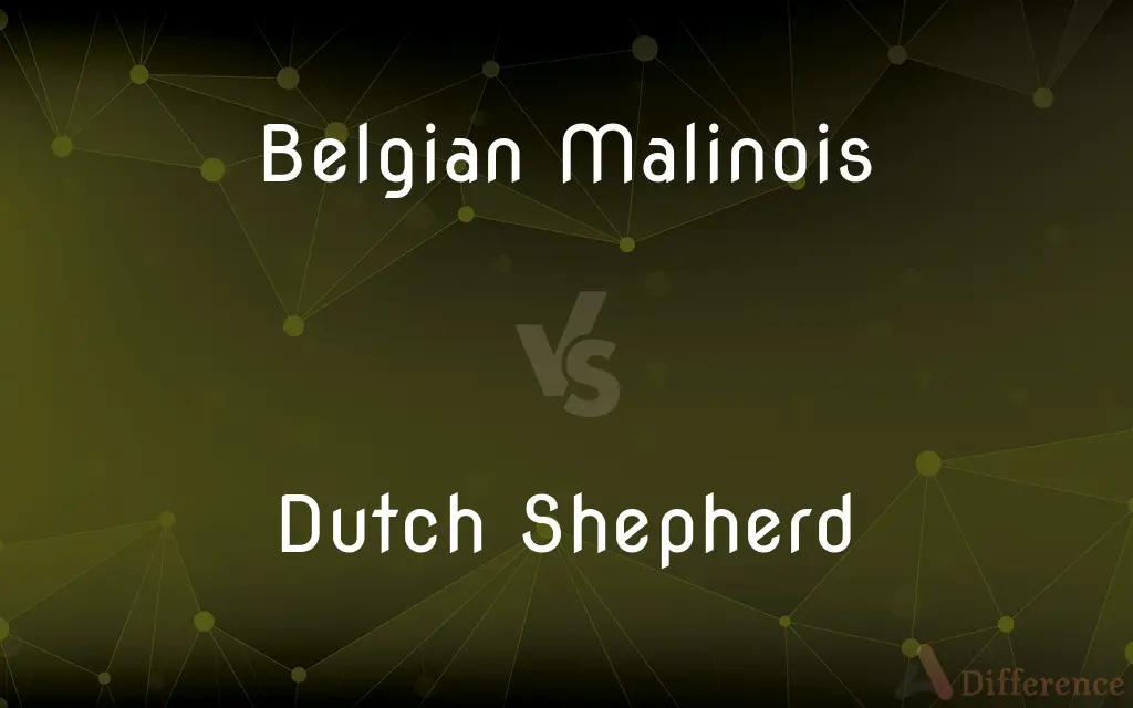 Belgian Malinois vs. Dutch Shepherd — What's the Difference?