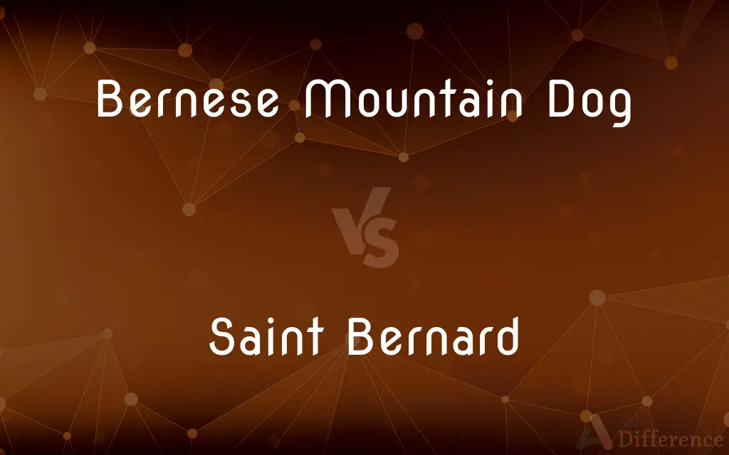 Bernese Mountain Dog vs. Saint Bernard — What's the Difference?
