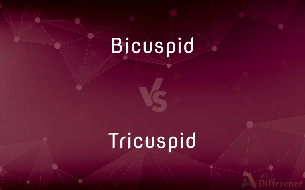 Bicuspid vs. Tricuspid — What's the Difference?