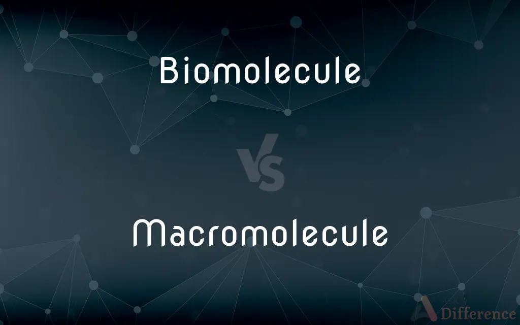 Biomolecule vs. Macromolecule — What's the Difference?