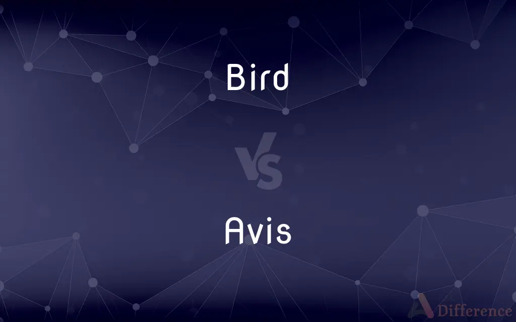 Bird vs. Avis — What's the Difference?